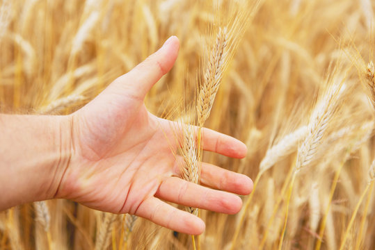 Cereal field - a hand holding golden ears of grain. Harvesting.