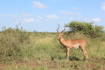 Schwarzfersenantilope / Impala / Aepyceros melampus