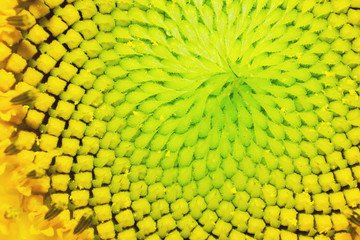 the sun flower in macro view, the sunflower seed pattern, macro flower leaf in nature