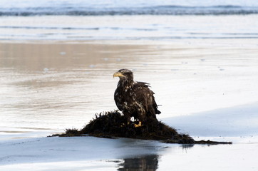 Young bald eagle sitting on a heap of seaweed during low tide at Chesterman Beach, British Columbia