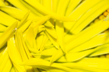 the sun flower in macro view, the sunflower seed pattern, macro flower leaf in nature