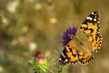 Allphotokz Butterflies 20190723 0754 D810
