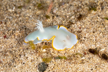 Heron Ardeadoris, Ardeadoris egretta is a species of sea slug, a dorid nudibranch, a shell-less marine gastropod mollusc in the family Chromodorididae
