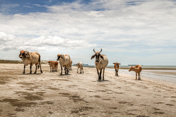 Herd of cows walking in complete liberty on the beach with amazing cloudy sky in the background, Sam Roi Yod beach, Thailand