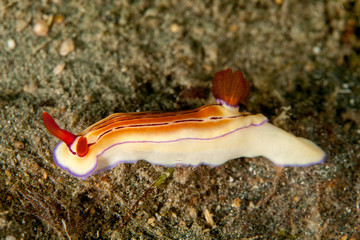 Hypselodoris emma