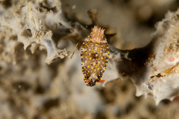 Hypselodoris infucata
