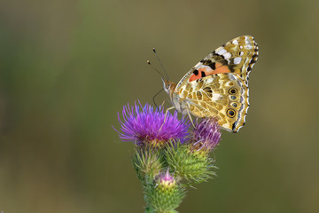 Allphotokz Butterflies 20190723 0764 D810