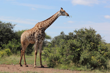 Giraffe / Giraffe / Giraffa Camelopardalis