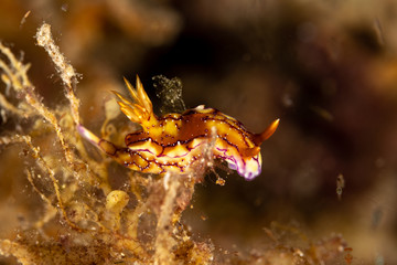 Hypselodoris krakatoa is a species of sea slug or dorid nudibranch, a marine gastropod mollusk in the family Chromodorididae