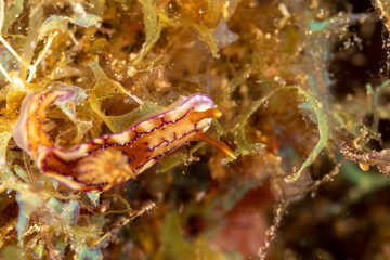 Obraz na płótnie Canvas Hypselodoris krakatoa is a species of sea slug or dorid nudibranch, a marine gastropod mollusk in the family Chromodorididae