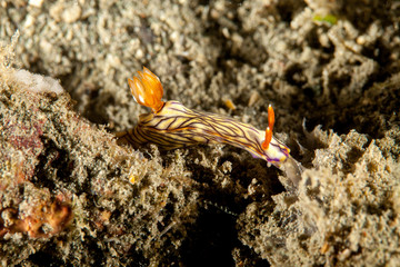 Hypselodoris nigrostriata