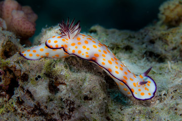 Hypselodoris pulchella