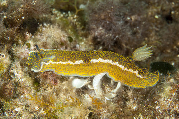 Hypselodoris picta