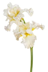 Foto op Plexiglas anti-reflex iris flower isolated © _Vilor