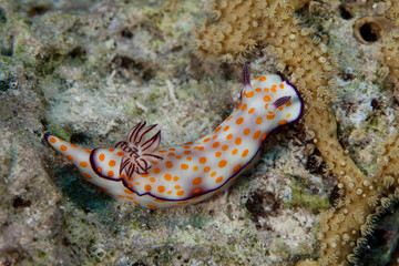 Hypselodoris pulchella
