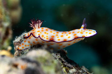 Hypselodoris pulchella