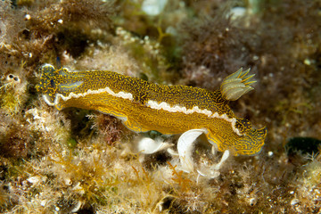 Hypselodoris picta