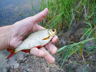 Obraz premium River fish rudd in angler's hand