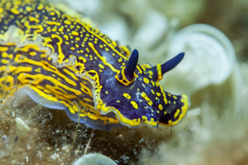 Hypselodoris picta