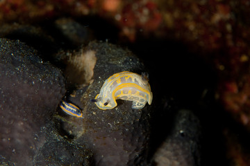 Hypselodoris picta