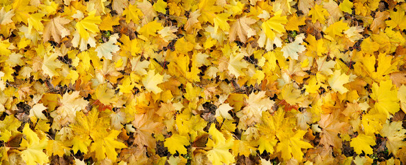 Autumn leaves background in autumn park. Outdoor autumn concept