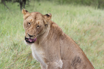 Obraz na płótnie Canvas Afrikanischer Löwe / African lion / Panthera Leo.