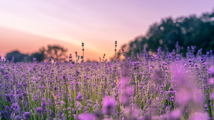 Obraz premium Sunset over lavender field
