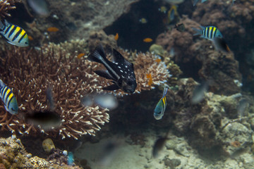 black and white snapper, Macolor niger