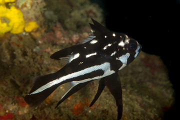 black and white snapper, Macolor niger
