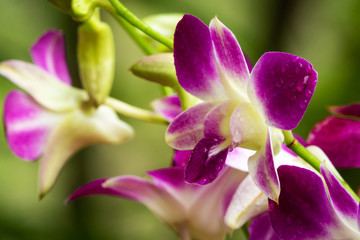 Fototapeta na wymiar Orchidee Nahaufnahme