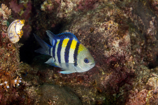 Indo-Pacific sergeant, Abudefduf vaigiensis