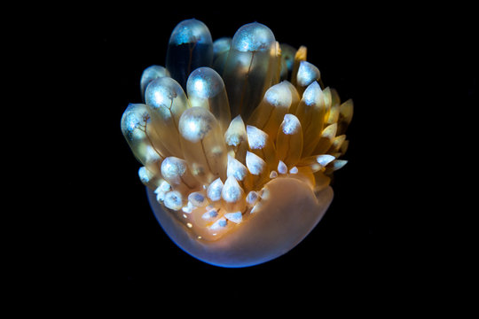 Janolus cristatus