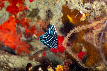 Juvenile emperor angelfish, Pomacanthus imperator, is a species of marine angelfish