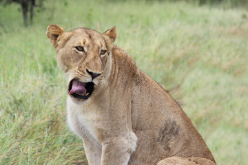 Afrikanischer Löwe / African lion / Panthera Leo.