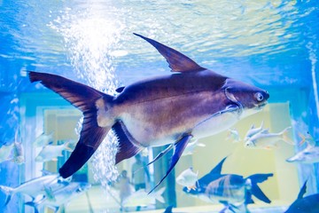 aquarium in thailand , sea creatures 