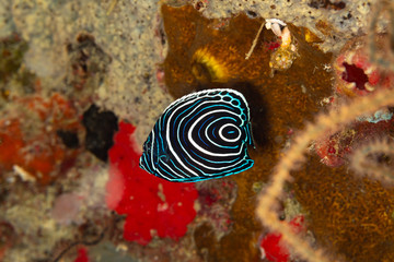 Juvenile emperor angelfish, Pomacanthus imperator, is a species of marine angelfish