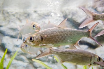 aquarium in thailand , sea creatures 