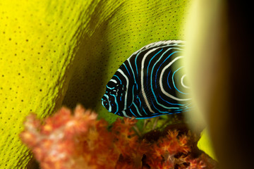Juvenile emperor angelfish, Pomacanthus imperator, is a species of marine angelfish