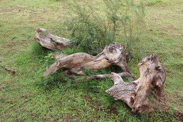 Baumstamm / Tree-trunk /