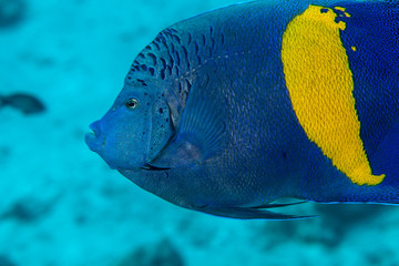 Angelfish, Pomacanthus maculosus