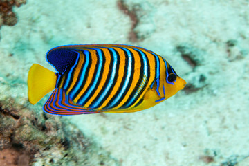 The royal angelfish or regal angelfish, Pygoplites diacanthus © GeraldRobertFischer
