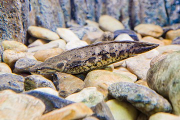 aquarium in thailand , sea creatures 