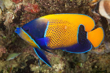 Pomacanthus navarchus, the blue-girdled angelfish or majestic angelfish