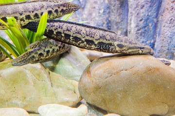 aquarium in thailand , sea creatures 