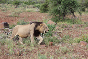 Afrikanischer Löwe / African lion / Panthera Leo.