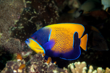 Pomacanthus navarchus, the blue-girdled angelfish or majestic angelfish