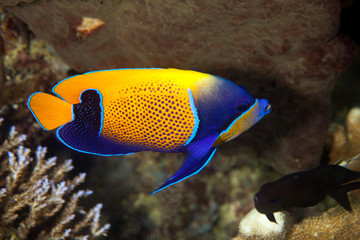 Pomacanthus navarchus, the blue-girdled angelfish or majestic angelfish