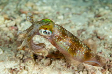 Bigfin reef squid, Sepioteuthis lessoniana