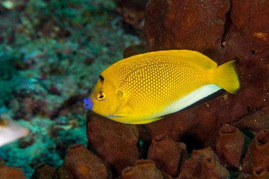 Apolemichthys trimaculatus, also known as the threespot angelfish