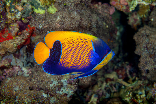 Pomacanthus navarchus, the blue-girdled angelfish or majestic angelfish